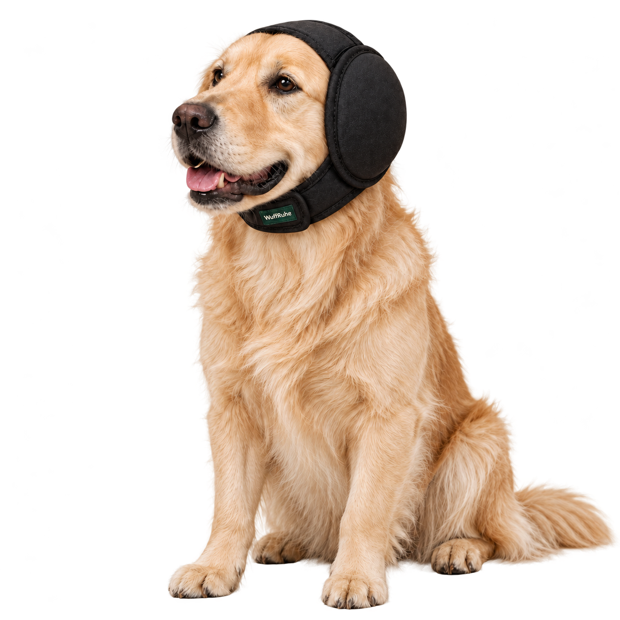 Hund mit schwarzem Ohrenwrap
