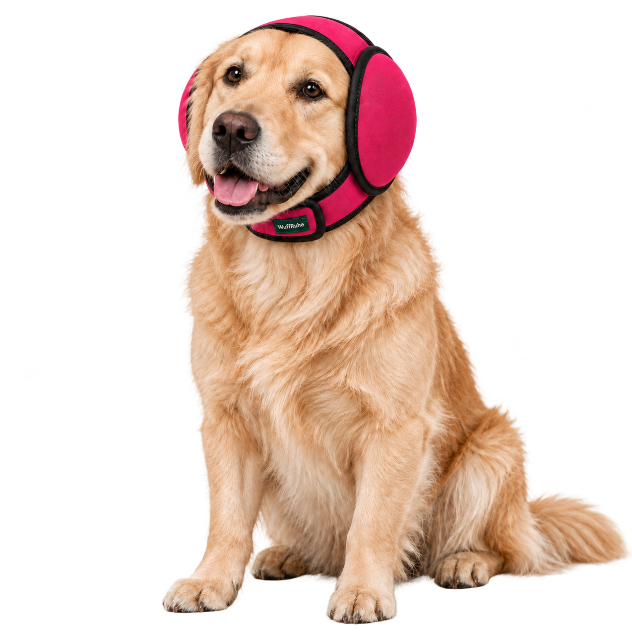 Golden Retriever mit pinkem WuffRuhe Ohrenwrap